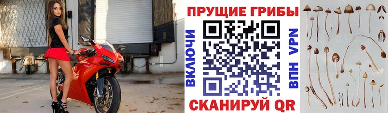 Галлюциногенные грибы GOLDEN TEACHER Ленинградская